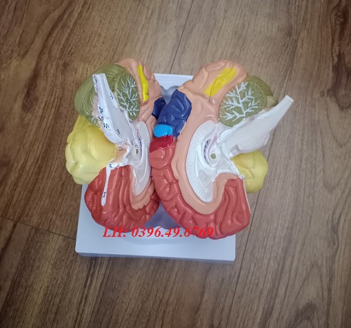 Mô hình giải phẫu não người 