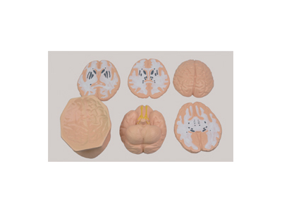 Mô hình não cắt ngang