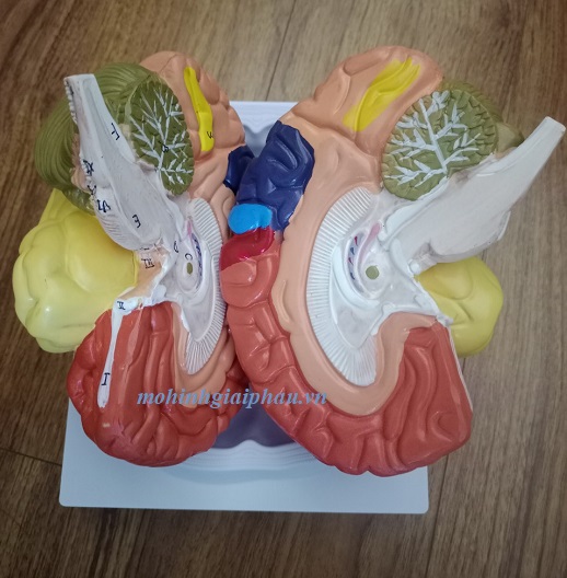 Mô hình giải phẫu não có sơn màu