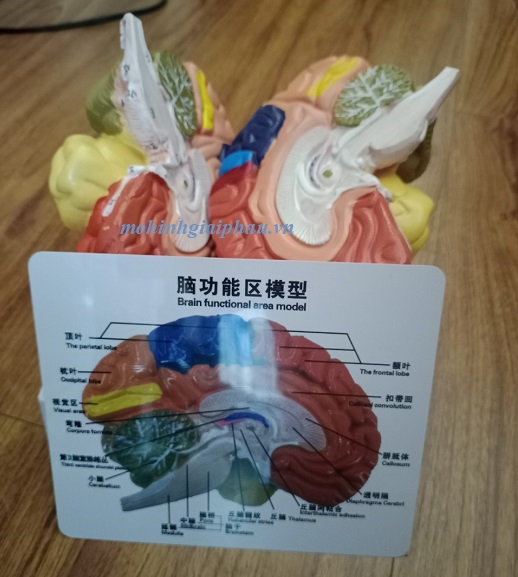 Mô hình giải phẫu bộ não sơn màu