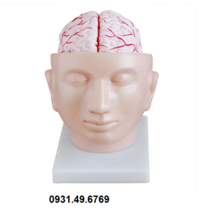 MÔ HÌNH NÃO VÀ MẠCH MÁU HH318