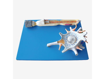 Mô hình neuron thần kinh