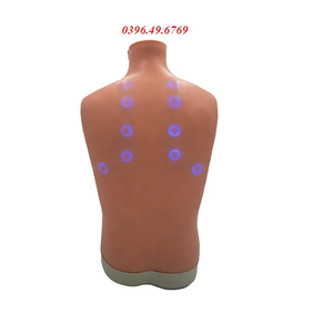 MÔ HÌNH NGHE TIM PHỔI NGƯỜI LỚN MODEL LF01290