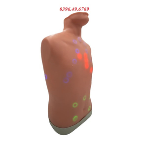 MÔ HÌNH NGHE TIM PHỔI NGƯỜI LỚN MODEL LF01290