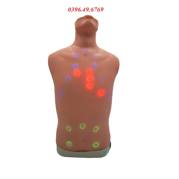 Mô hình nghe tim phổi người lớn Model LF01290