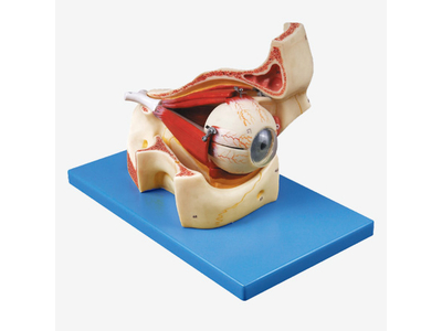 Mô hình một phần ổ mắt và nhãn cầu