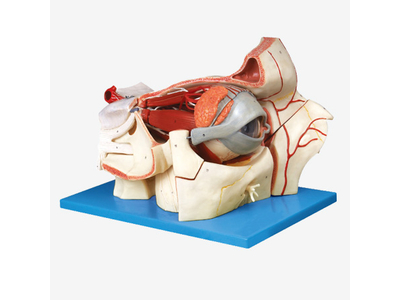 Mô hình ổ mắt và nhãn cầu với mạch máu và dây thần kinh