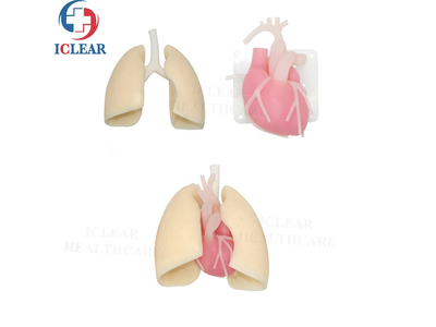 Mô hình thực hành nội soi lồng ngực