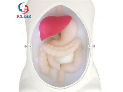 Mô hình thực hành nội soi ổ bụng