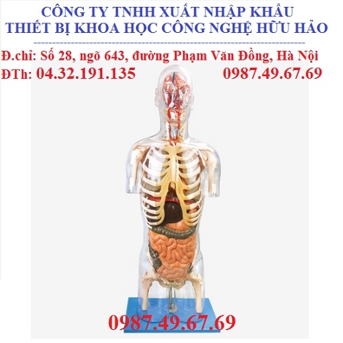 Mô hình nội tạng người