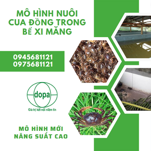 Kỹ thuật nuôi cua đồng trong ao và trong ruộng  Chợ Nông Sản Khánh Hoà