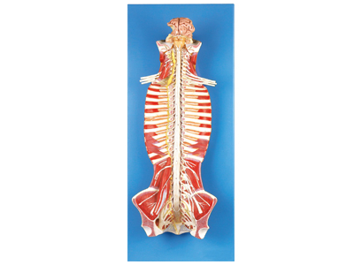 Mô hình ống tủy sống