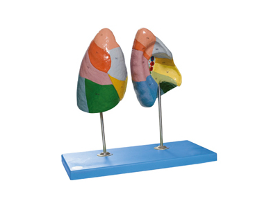 Mô hình các thùy phổi