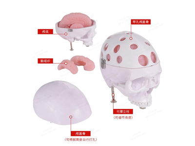 Mô hình thực hành phẫu thuật thần kinh (có kèm kính hiển vi)