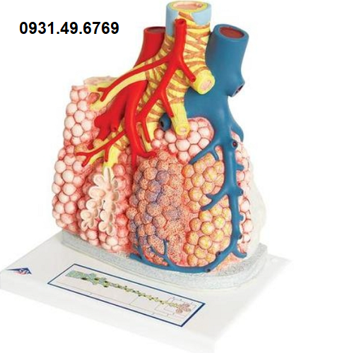 MÔ HÌNH PHẾ NANG 1008463 (G60) 3B SCIENTIFIC