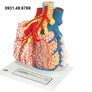 MÔ HÌNH PHẾ NANG 1008463 (G60) 3B SCIENTIFIC