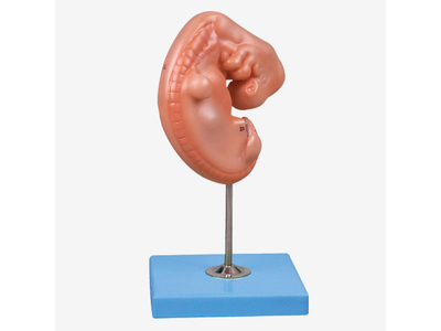 Mô hình phôi thai