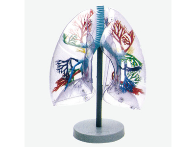 Mô hình phổi trong suốt