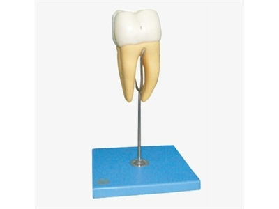 Mô hình răng hàm