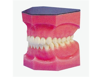 Mô hình răng miệng