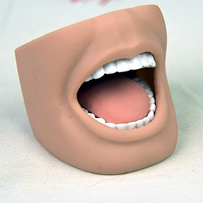 Mô hình răng miệng người lớn