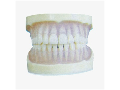 Mô hình răng PE trong suốt