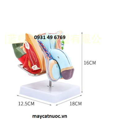 Mô hình giải phẫu sinh dục nam