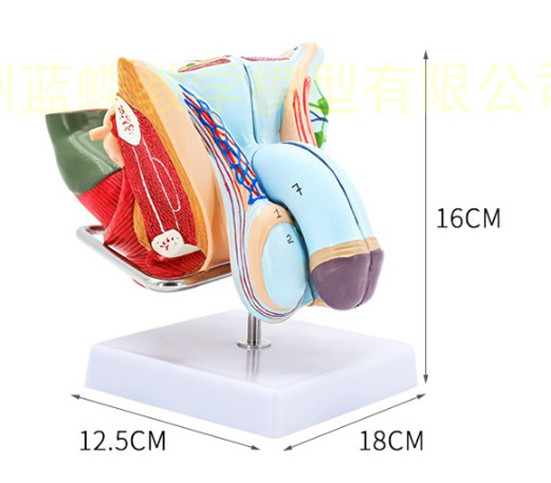 Mô hình sinh dục nam có đế