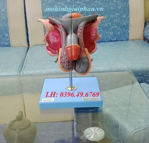 Mô hình sinh dục nam GD/A1502