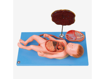 Mô hình thai nhi và nhau thai