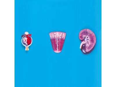 Mô hình thận và cầu thận