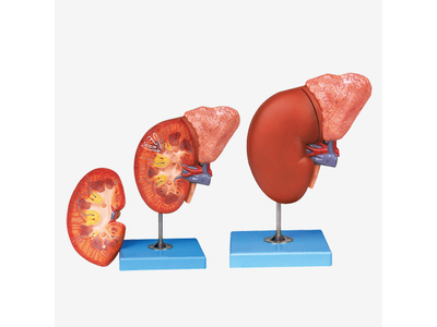 Mô hình thận và tuyến thượng thận
