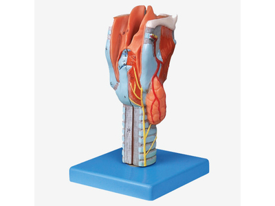 Mô hình thanh quản