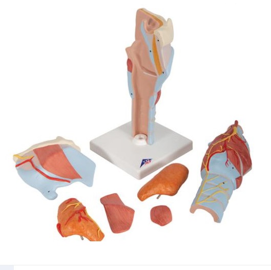 Mô hình giải phẫu thanh quản