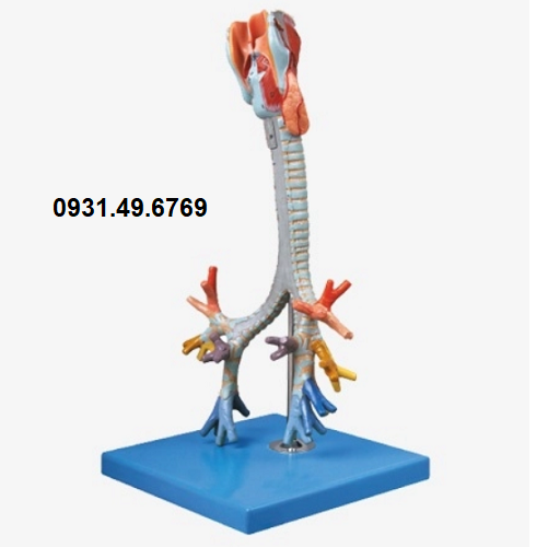 MÔ HÌNH THANH QUẢN, KHÍ QUẢN, CÂY PHẾ QUẢN HONGLIAN GD/A13006