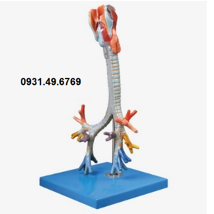 MÔ HÌNH THANH QUẢN, KHÍ QUẢN, CÂY PHẾ QUẢN HONGLIAN GD/A13006