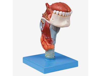 Mô hình thanh quản với lưỡi và răng