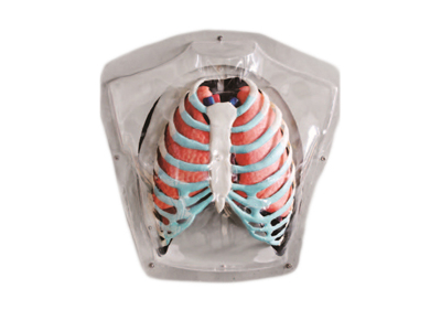 Mô hình hệ hô hấp