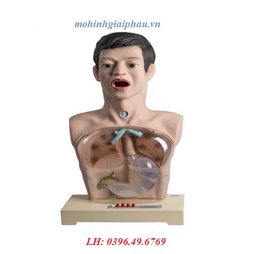 MÔ HÌNH THỰC HÀNH ĐẶT SONDE DẠ DÀY VÀ RỬA DẠ DÀY