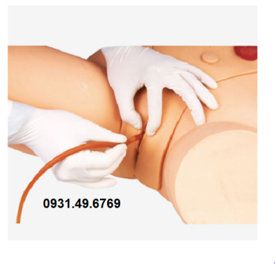 MÔ HÌNH THỰC HÀNH THÔNG TIỂU NỮ HONGLIAN GD/H17F