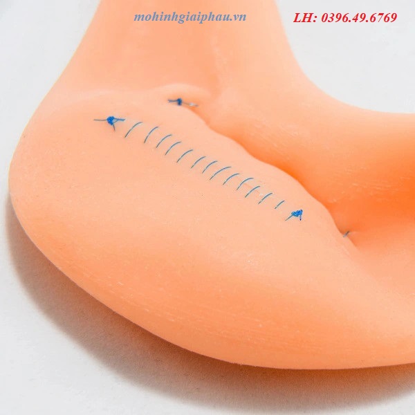 Mô hình thực hành khâu dạ dày