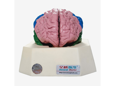 Mô hình thùy não