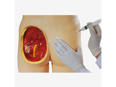 Mô hình tiêm bắp mông cải tiến