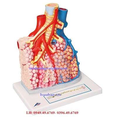 Mô hình giải phẫu tiểu thùy phổi và mạch máu