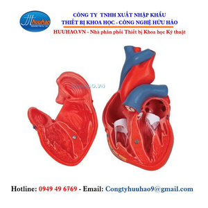 Mô hình giải phẫu tim 2 phần