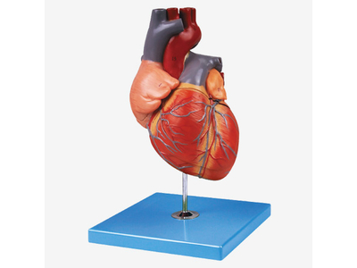 Mô hình tim người lớn