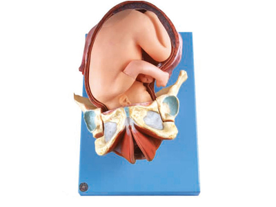 Mô hình mô phỏng quá trình sinh đẻ