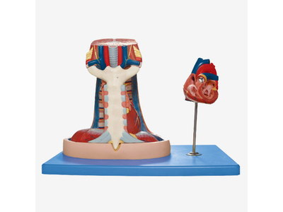 Mô hình trung thất