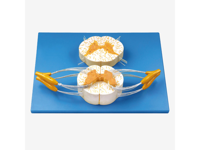 Mô hình tủy sống với các nhánh thần kinh