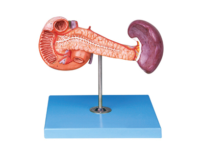 Mô hình tuyến tụy với lá lách và tá tràng